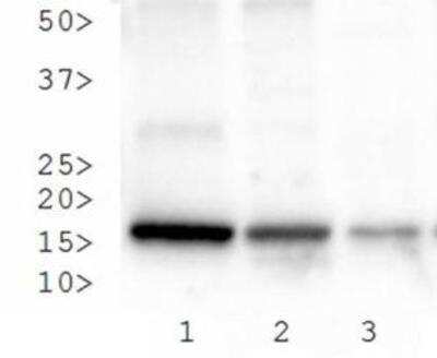 Western Blot: Histone H3 [p Ser28, Trimethyl Lys27] AntibodyBSA Free [NB21-1193]